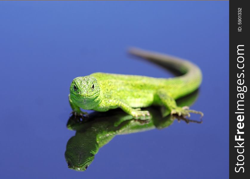 Green lizard over the blue background with reflection effect