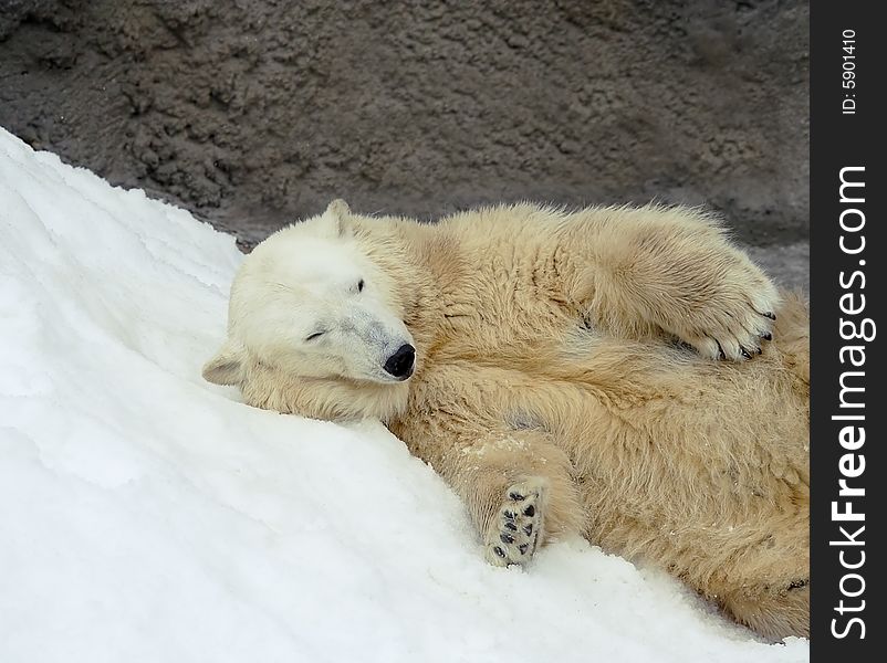 Great white north bear. Russian nature, wilderness world.