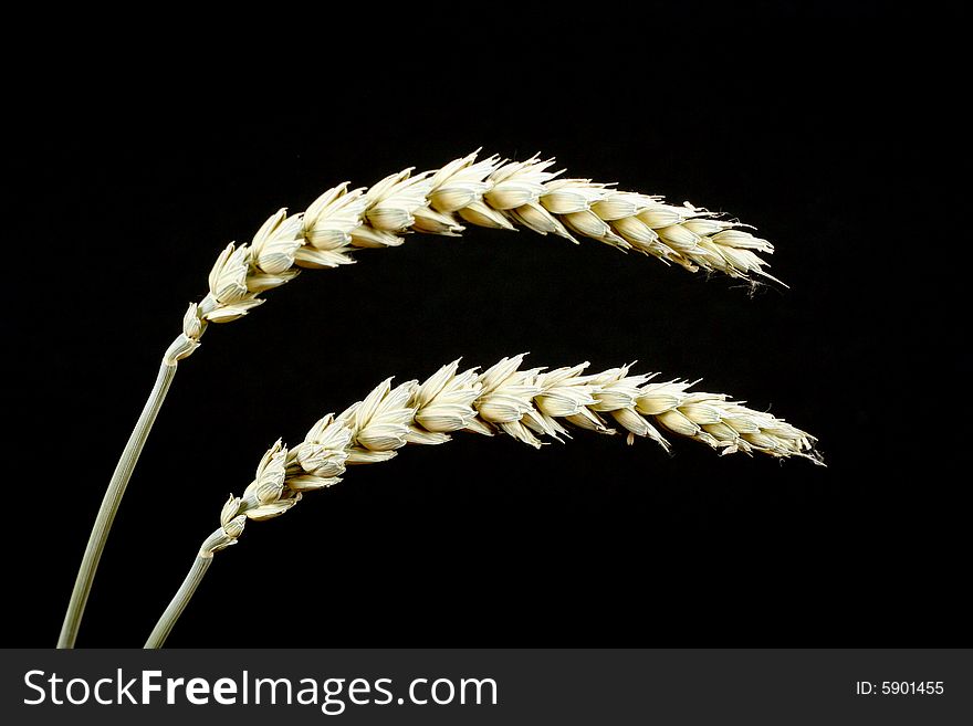 Ears of wheat on black background
