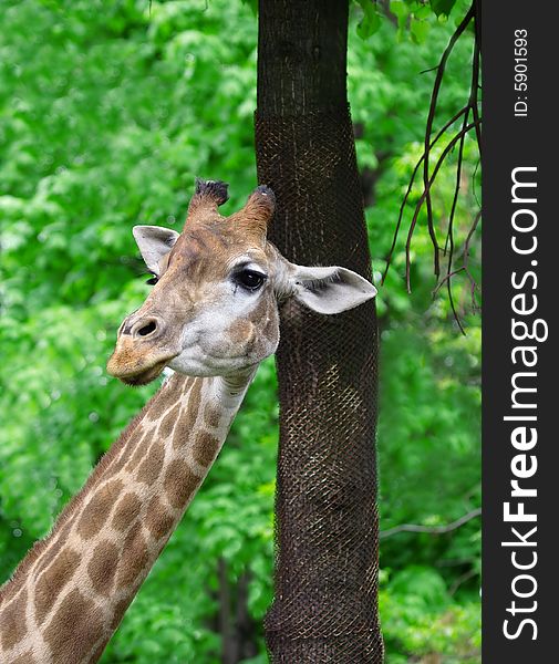 Giraffe. Russian nature, wilderness world.