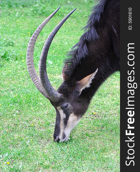 Antelope over the green grass background