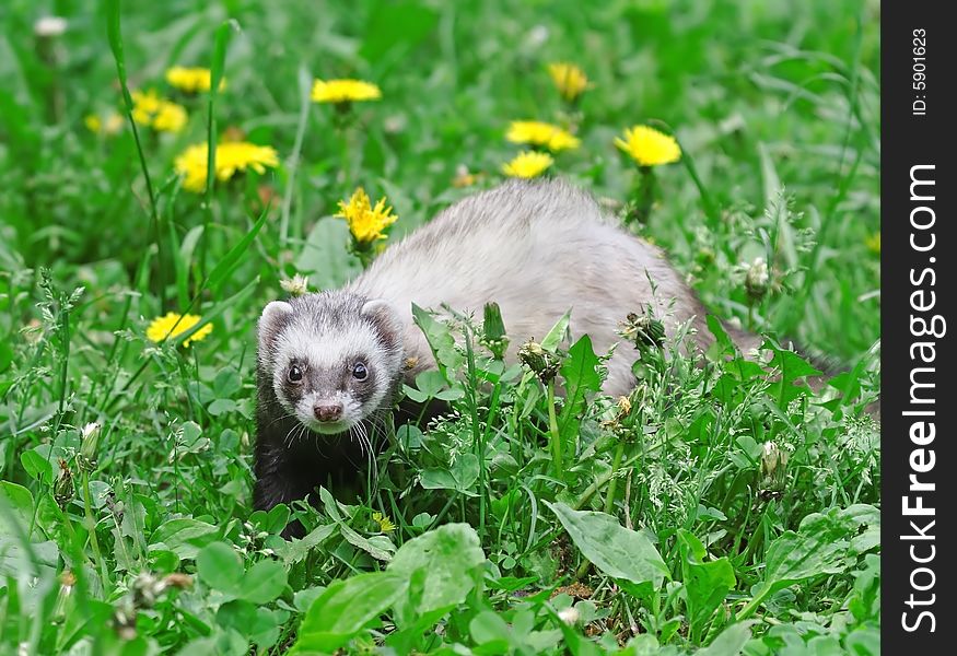 Polecat. Russian nature, wilderness world.