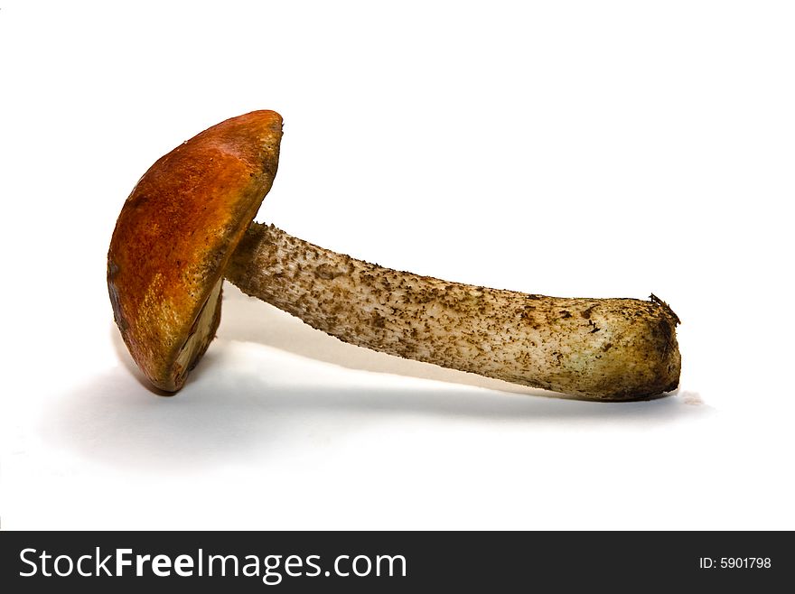 A closeup photo of mushroom. Clipping path for mushroom included.