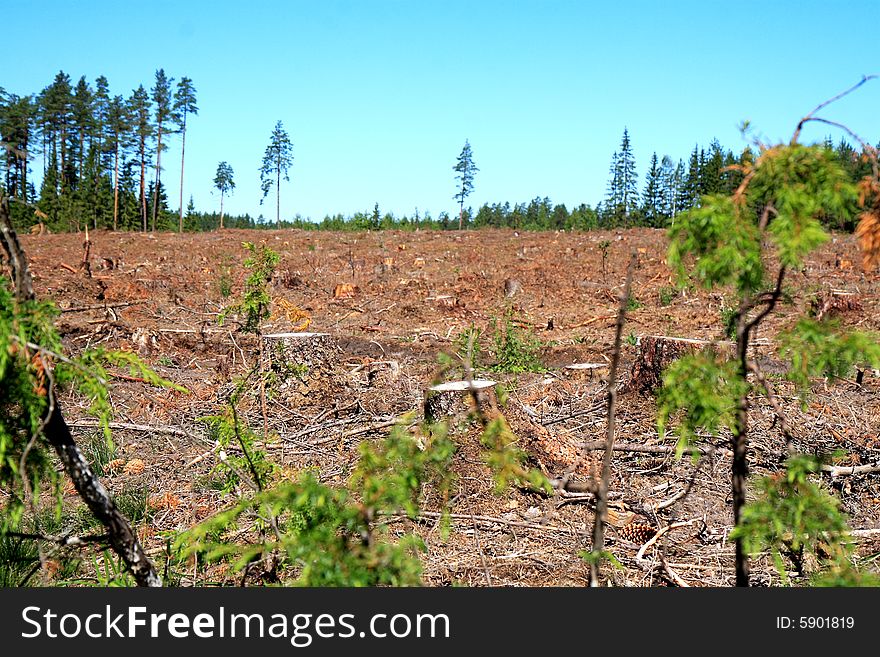 Tree stumps in the summer forest