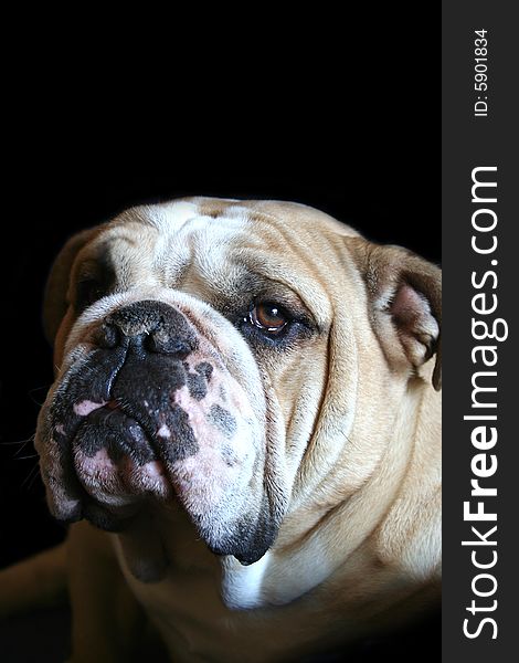A portrait of a pedigree bulldog. A portrait of a pedigree bulldog