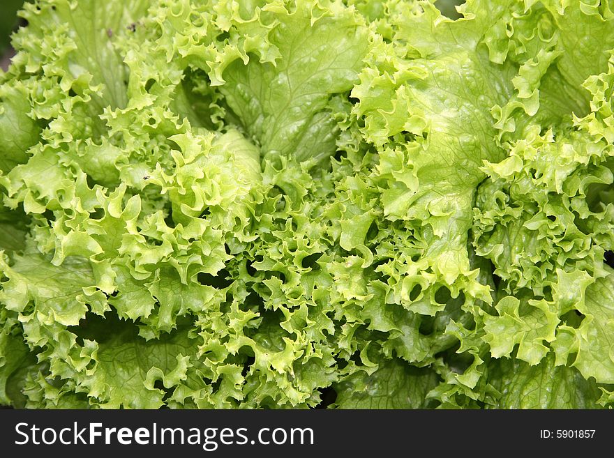 Lettuce leaves on the bed