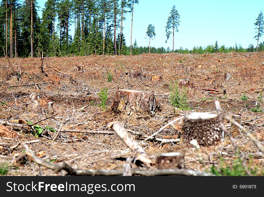 Tree stumps in the summer forest