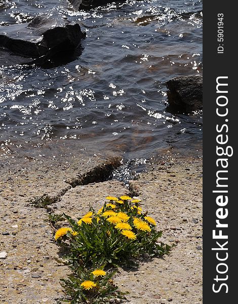 Flowerses of the dandelion in concrete on water