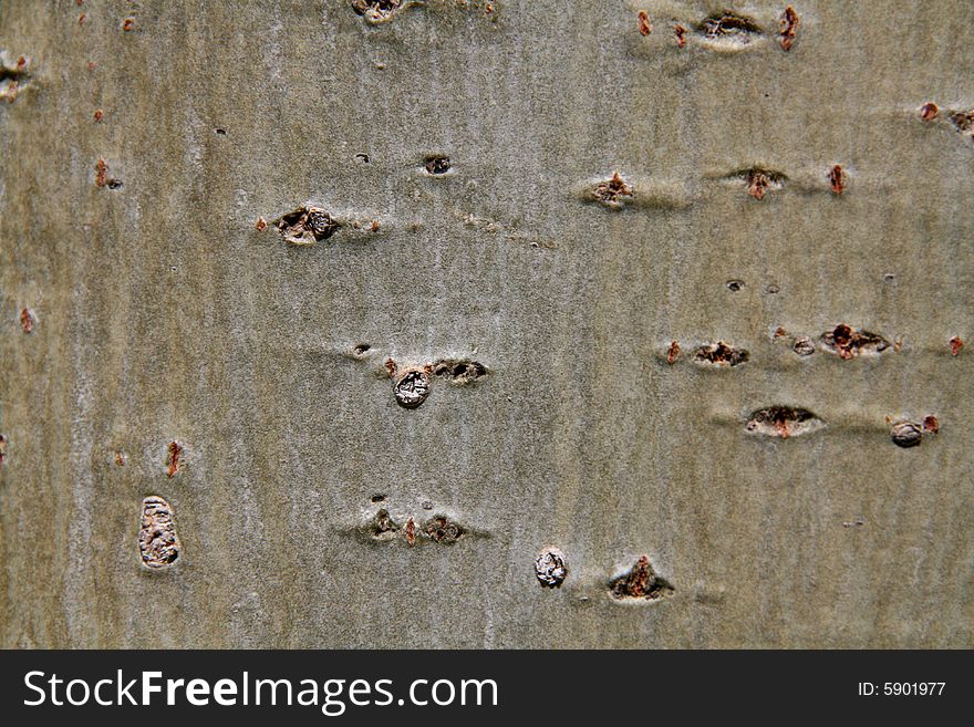 Bark texture, macro nature image background