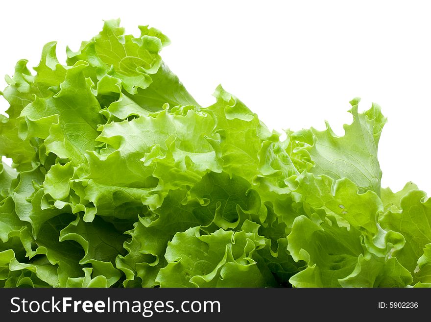 Background from fresh leaves of lettuce on a white