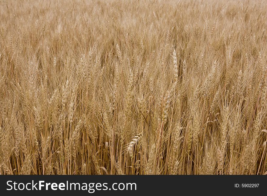 Wheat at summer, harvest is ready to crop