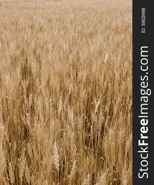 Wheat at summer, harvest is ready to crop