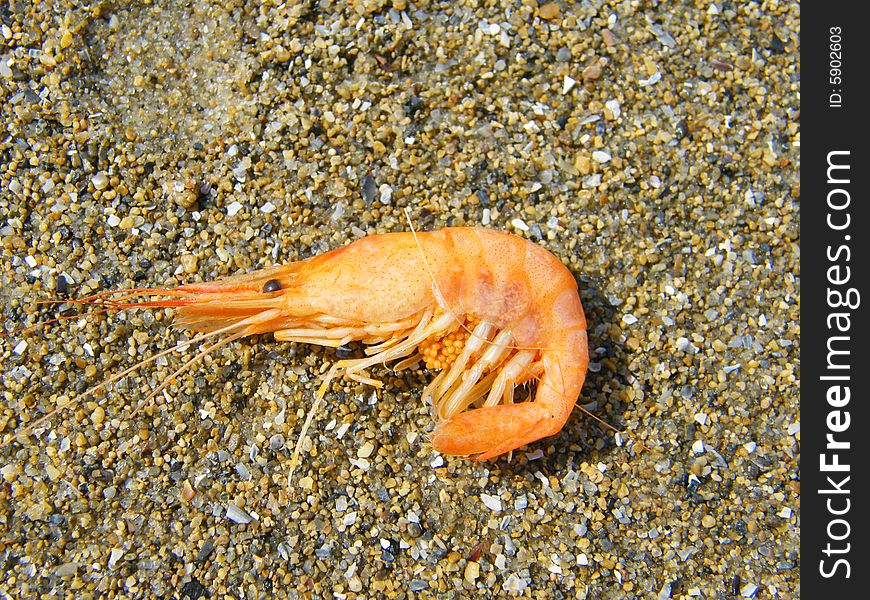 The shrimp on a background of sand