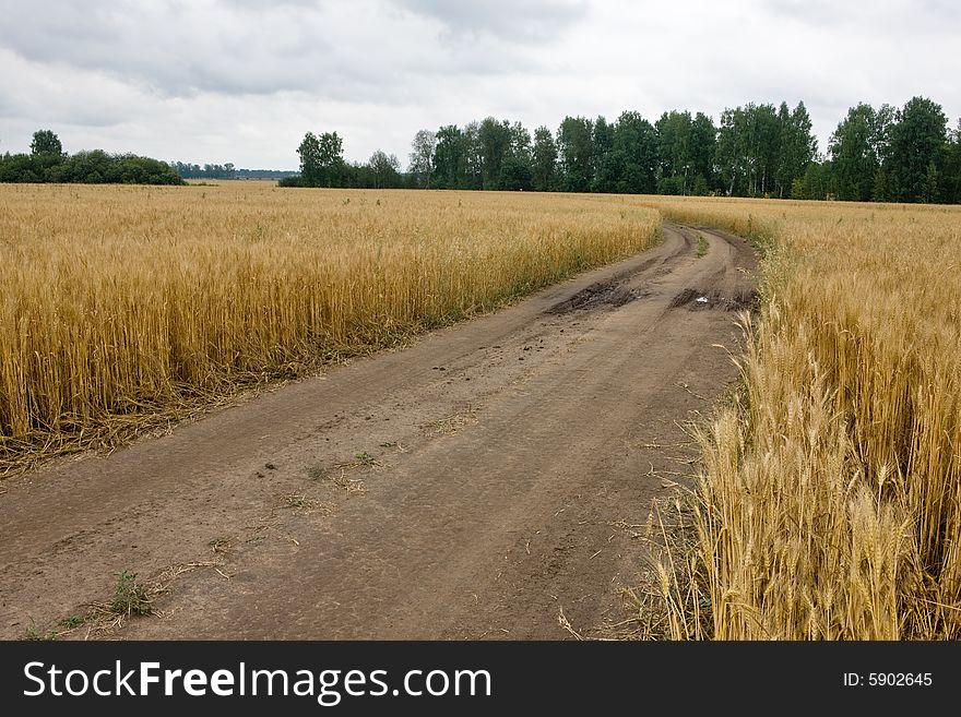 Wheat at summer, harvest is ready to crop, shot with road