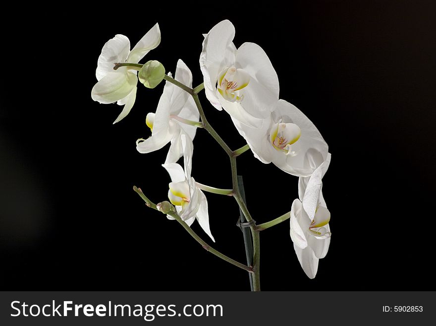 White orchid flowers isolated on black background, horizontal