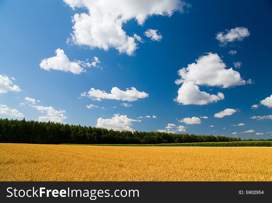 Summer landscape. Russia. Sky and wheat