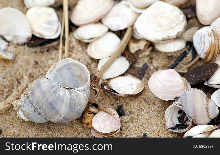Many sea shells on the beach