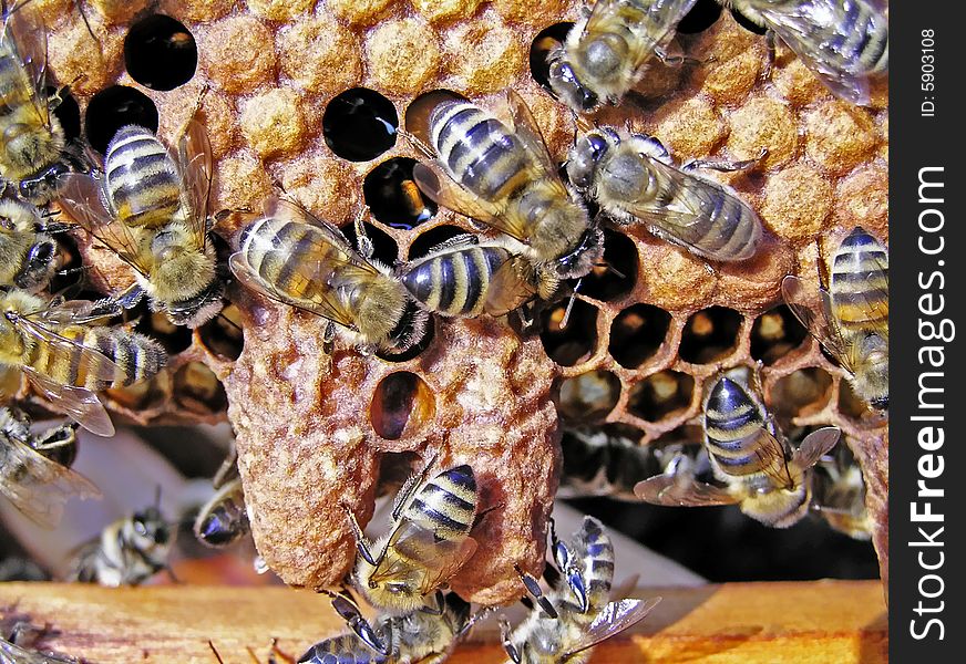 Before swarming bees build cottages for growing of uteruses (down on the right). Before swarming bees build cottages for growing of uteruses (down on the right).