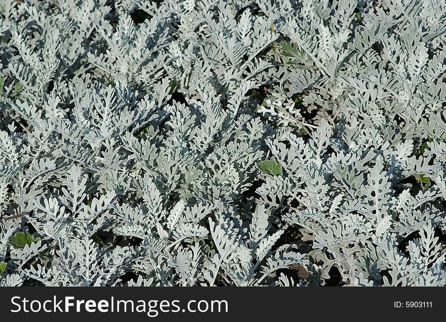 Sunlit grey decorative plants on a flowerbed in Tsaritsino park
