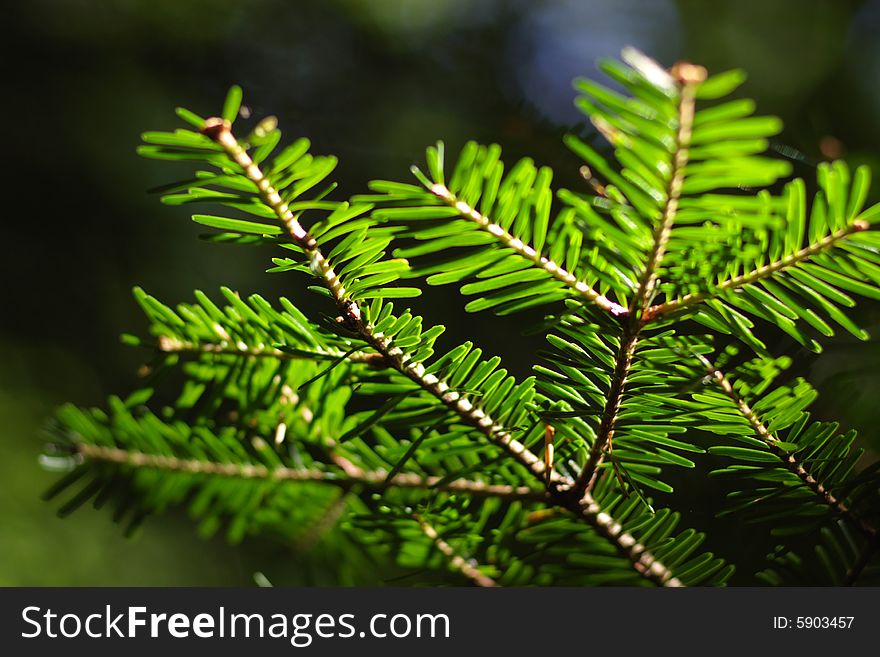 Fresh green pinetree branches in sunlight, horizontal