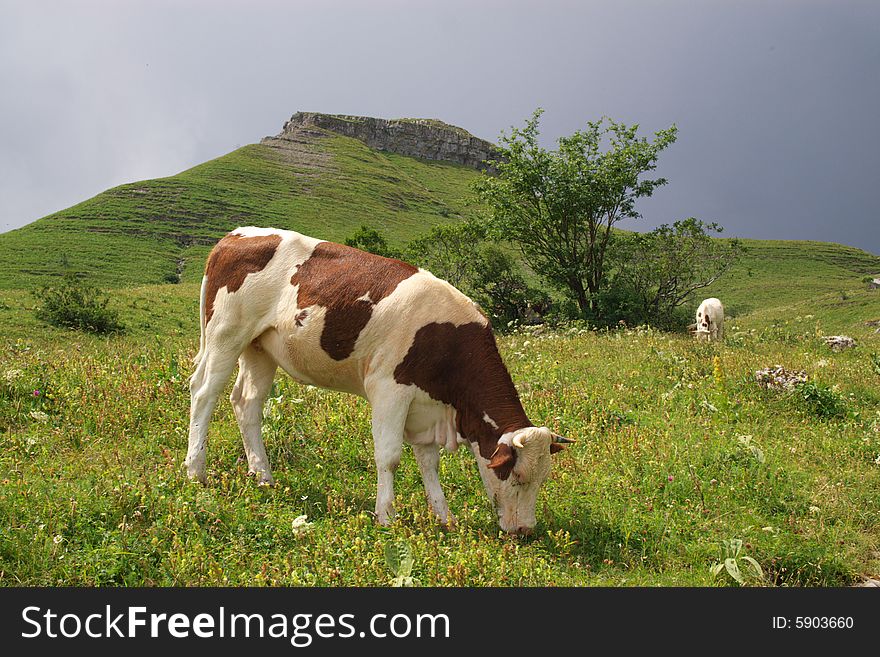 Cows grazing in mountains