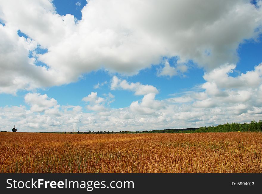 Barley field