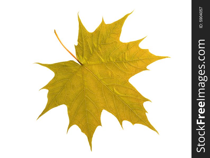 New maple leaf isolated on white background