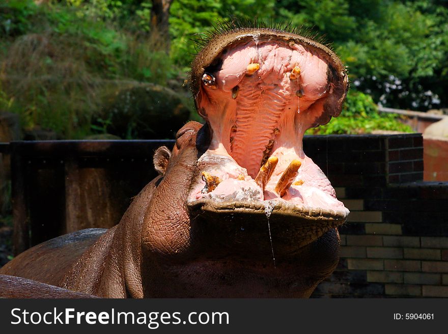 Hippopotamus with wide open mouth