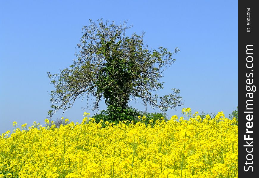 This tree is somewhere in country in South Hungary. This tree is somewhere in country in South Hungary.