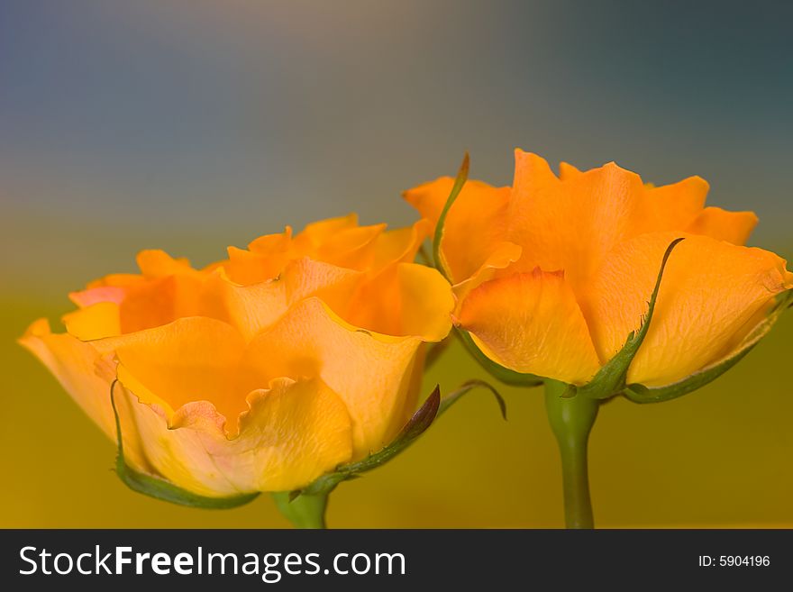 Two yellow roses on blue and green background. Two yellow roses on blue and green background