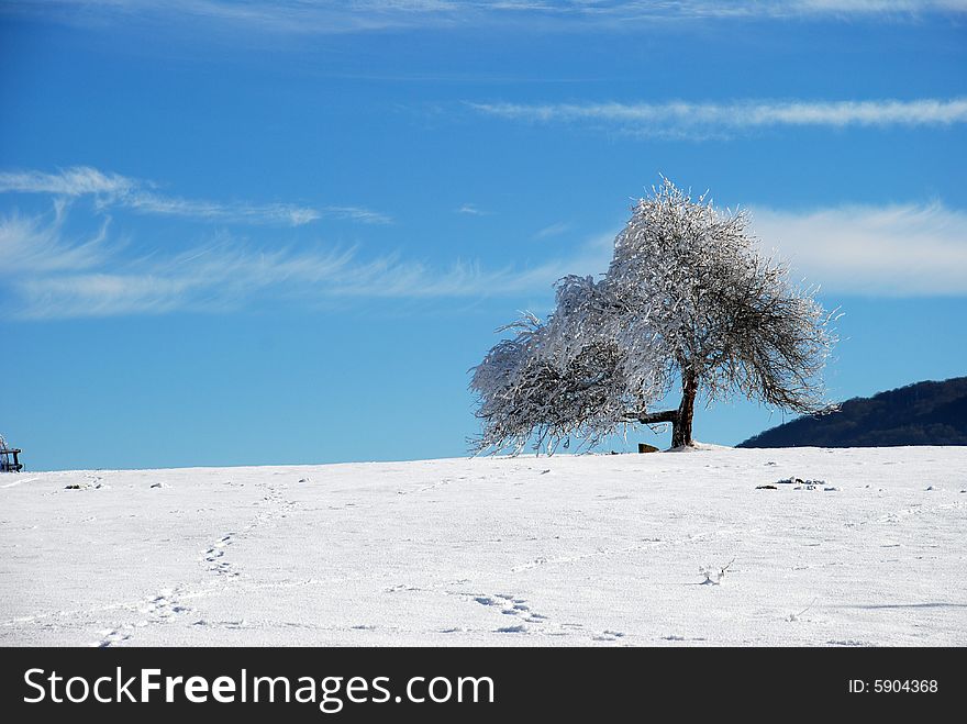 Lonely tree in winter