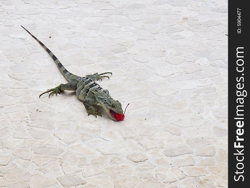 An iguana on pool tile eating a red cherry. An iguana on pool tile eating a red cherry