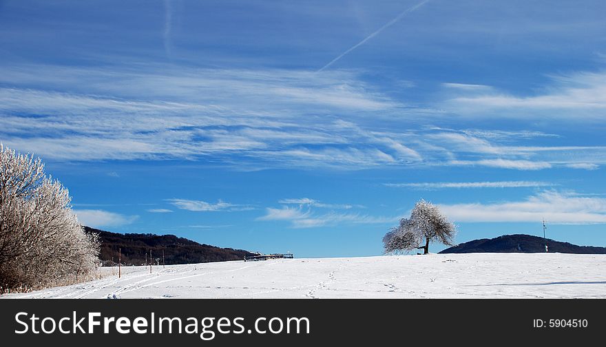 Lonely tree in winter lanscape