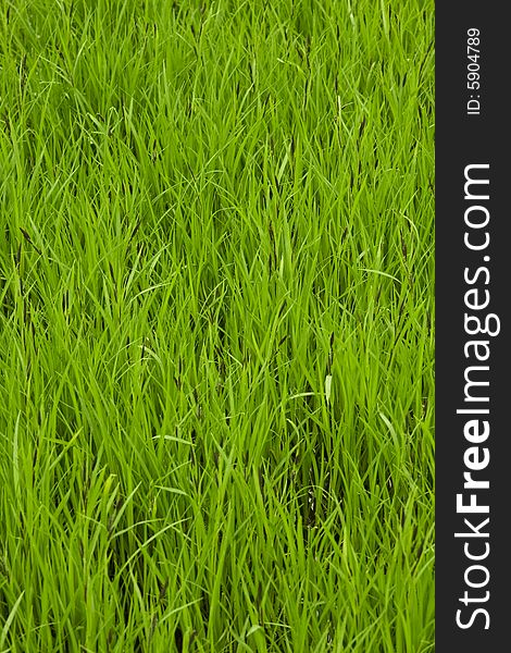 Field of a green high grass on bog. Field of a green high grass on bog