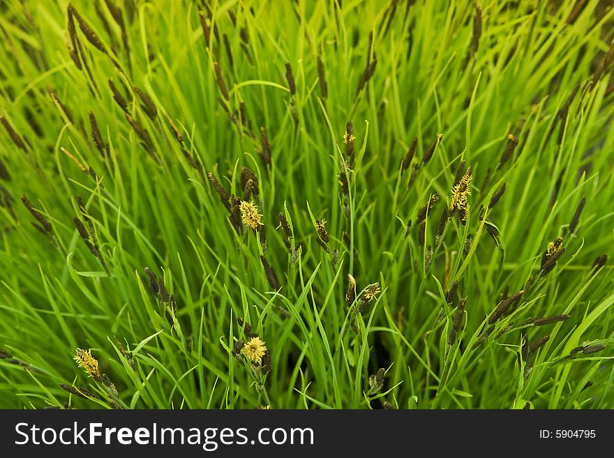 Green hight grass on the bog. Green hight grass on the bog