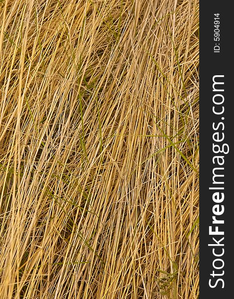 Background with stalks of a dry grass