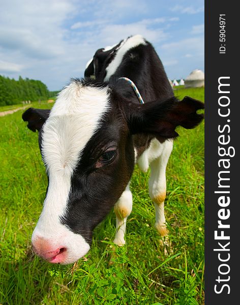 Curious cow staring at the camera