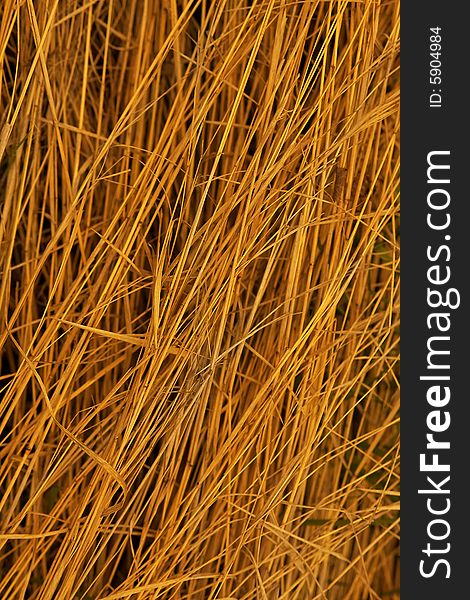 Background With Stalks Of A Dry Grass