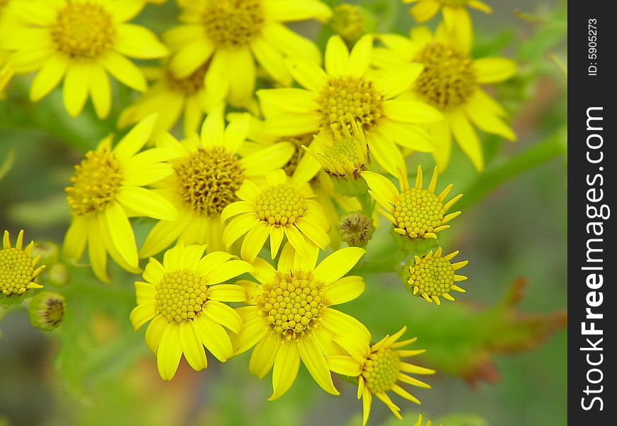 A group of yellow flowers