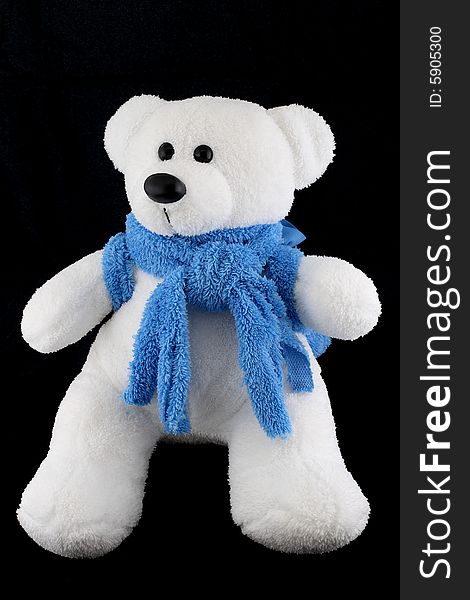 Polar bear on black background in blue scarf