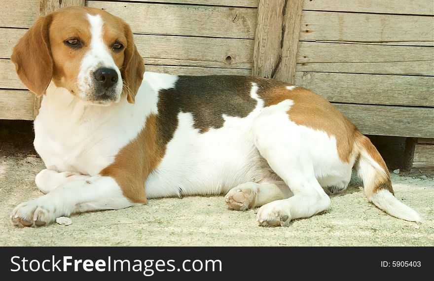 Portrait of beagle dog sitting in the garden