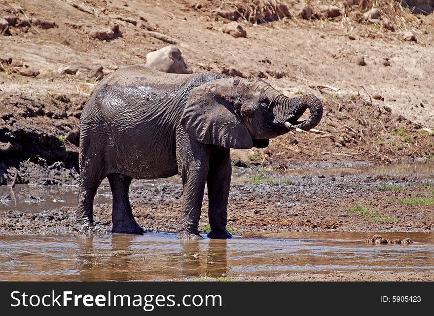 Eliphant In Tarangire N.P.