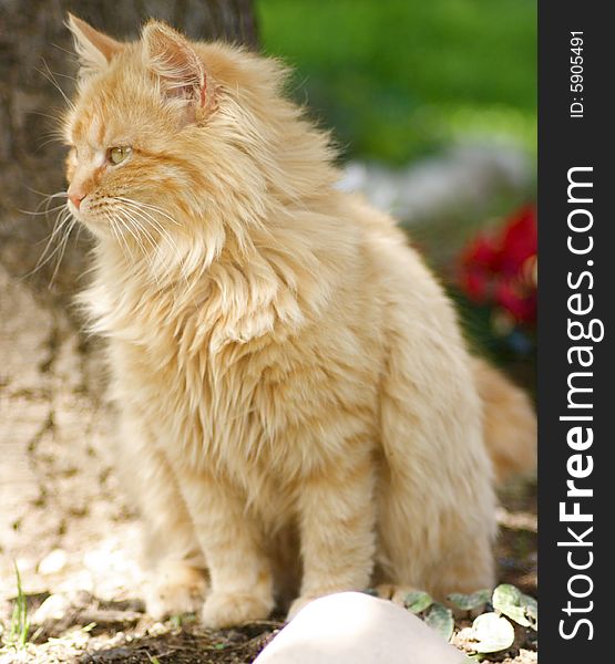 Portrait of european orange cat
