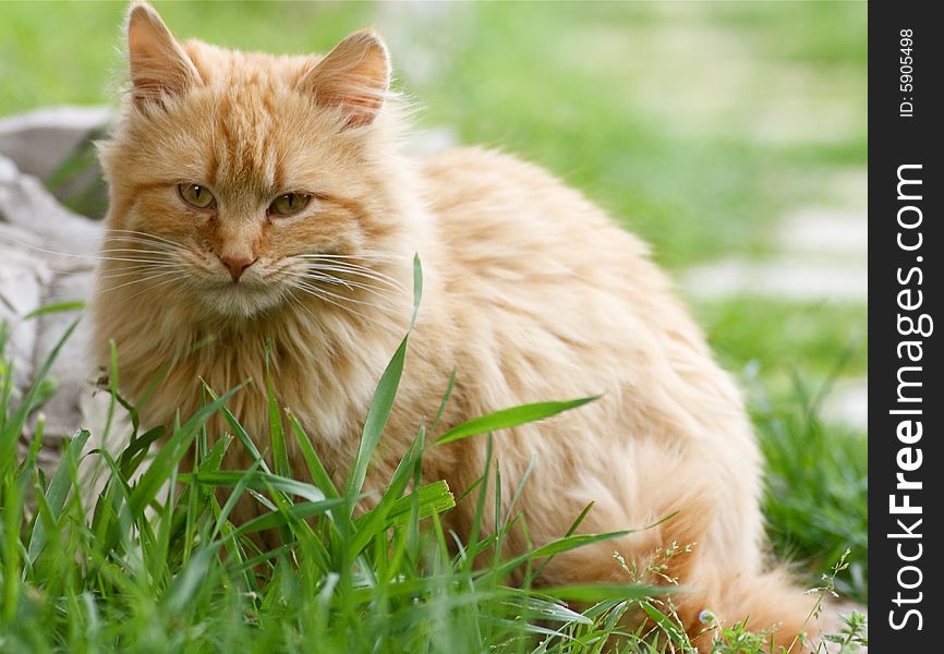 Close-up of red european cat