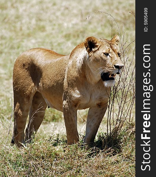 Lion In Ngorongoro N.P.