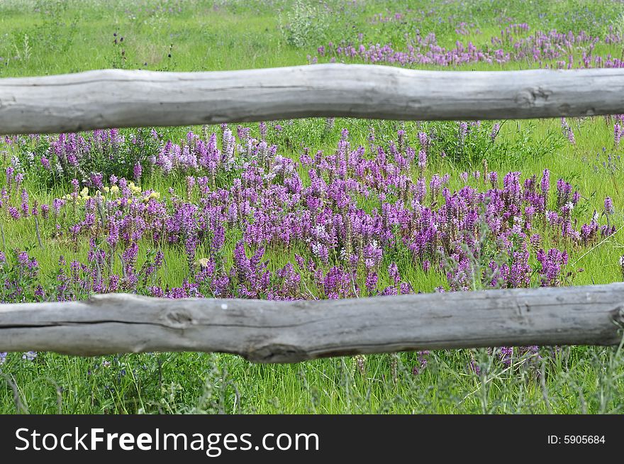 Enclosure and flowers, flower land