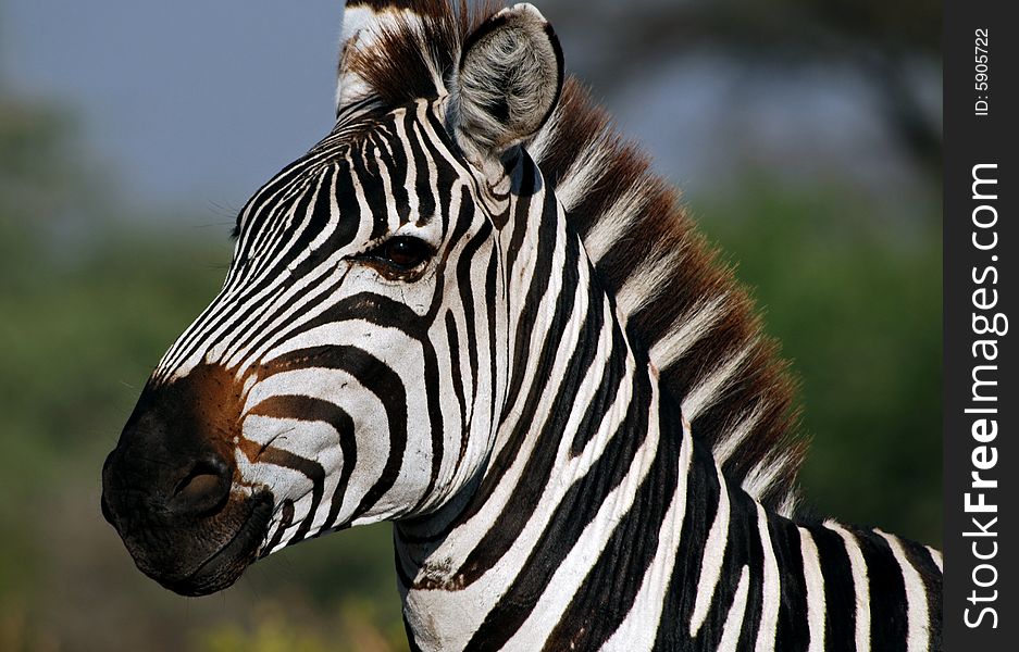 Head of an zebra in Tarangire N.P. in Tanzania. Head of an zebra in Tarangire N.P. in Tanzania