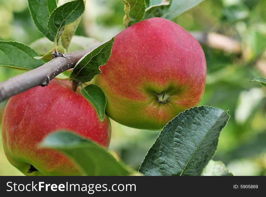 Red apples on a tree