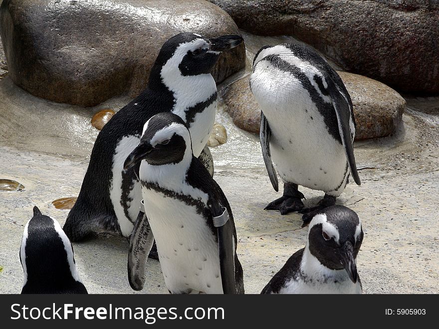 Pinguin group walking arround at the zoo. Pinguin group walking arround at the zoo