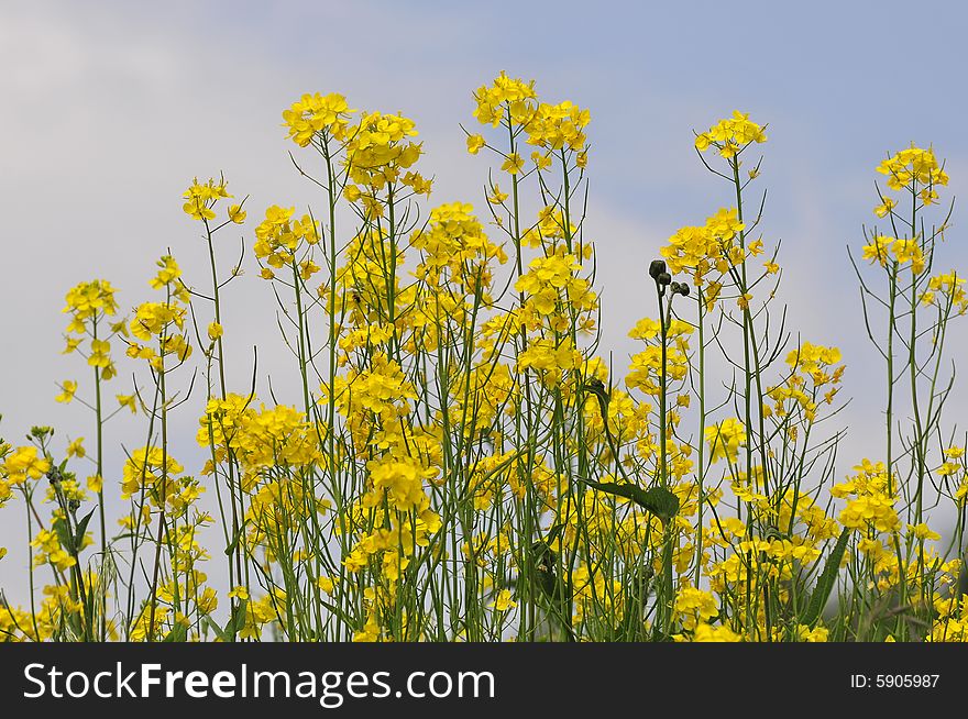 Flower And Blue Sky